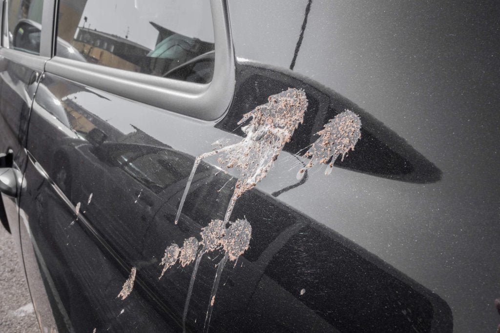 Why Bird Droppings Damage Car Paint